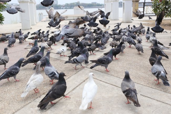 บริการไล่นกพิราบ เทศบาล เขตพัทยา ชลบุรี ได้ผลดี 100% นกไม่กลับมาทำรังอีก