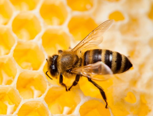 รับกำจัดผึ้ง ชลบุรีโดยบริษัทกำจัดแมลงมืออาชีพ