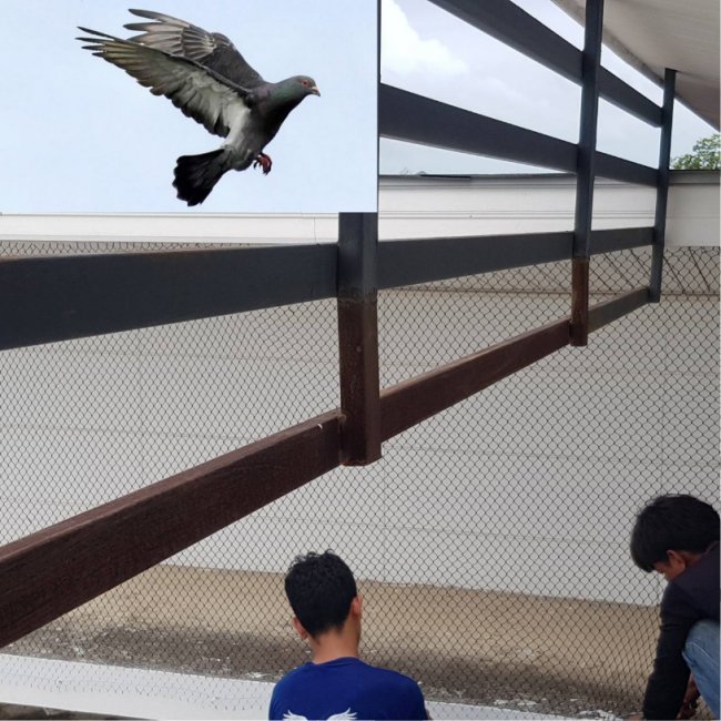 รับติดตั้งตาข่ายกันนกพิราบ ในเขตพัทยา ชลบุรี ให้บริการโดยผู้เชี่ยวชาญ